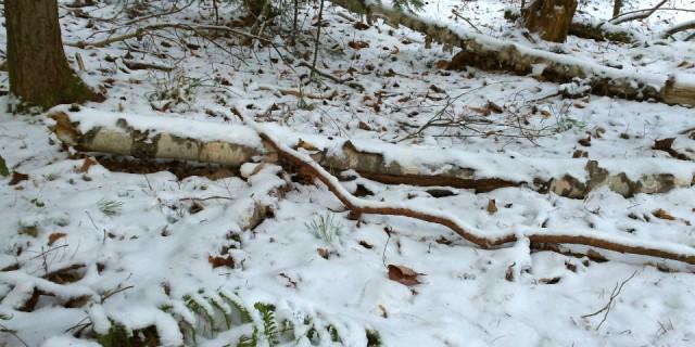 fallen birch log in new snow