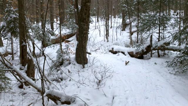 squirrel on snowy trail