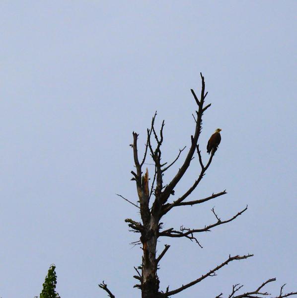 Bald Eagle near the public launch on Lower Saranac