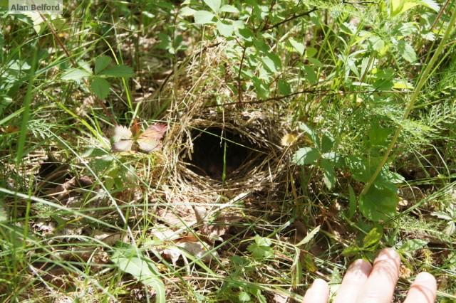 Ovenbird Nest - SPB