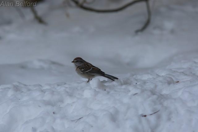 Tree Sparrow - yard