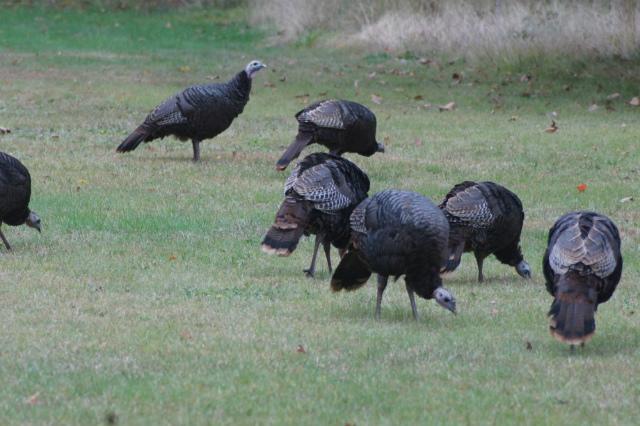 Adirondack turkeys - the real thing!