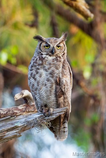 Great Horned Owl by Larry Master