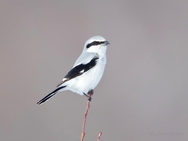 A grey and black and white songbird sitting atop a stick.