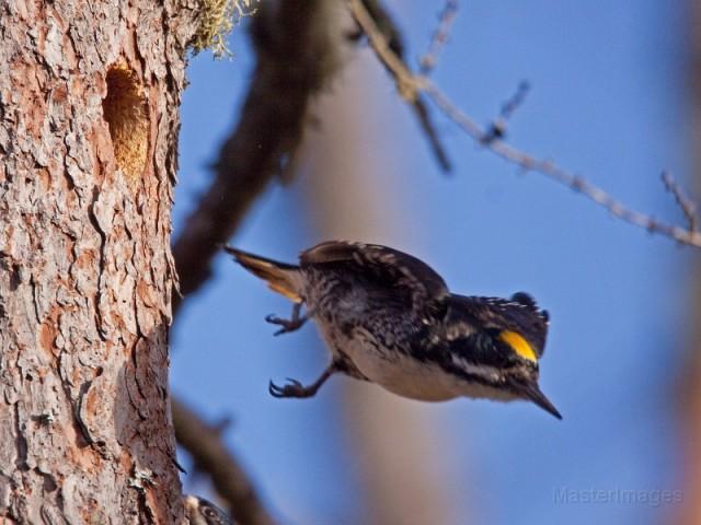 A black woodpecker with a yellow mark on its head leaps from a branch.