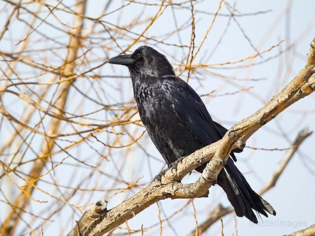 Common Raven - Larry