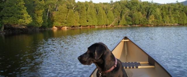 Our blogger Alan Belford's dog, Wren. Train our dog to sit quietly in the canoe by letting them enjoy landing in places where they can play