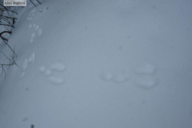 Snowshoe Hare tracks
