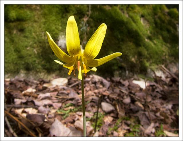 Trout Lily (Erythronium americanum) along the Boreal Life Trail at the Paul Smiths VIC