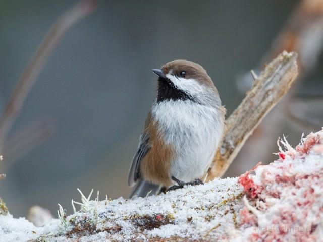 When a Boreal Chickadee was sighted along Oregon Plains Road, it was a life bird for many in the group. Photo courtesy of www.masterimages.org.