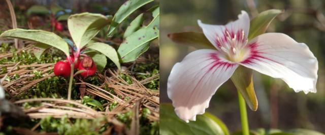 Alpine wintergreen and Trillium are iconic Adirondack flora