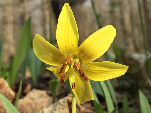 Trout Lily along Ampersand Mountain Trail