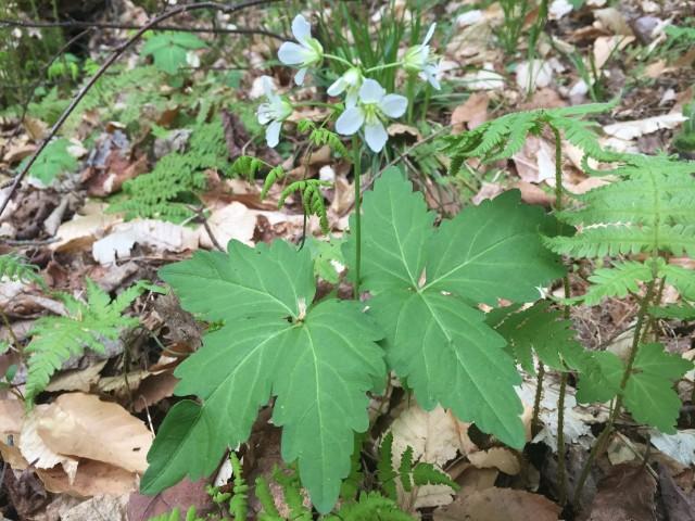Two-leaved Toothwort along the Ampersand Mountain Trail
