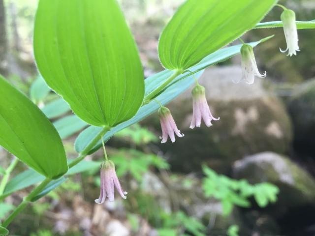 Smooth Solomon's Seal along the Ampersand Mountain Trail