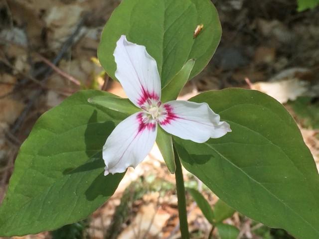 Painted Trillium along the Ampersand Mountain Trail