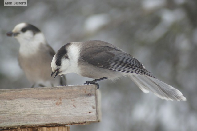 Gray Jays - feeding station