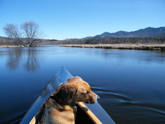 Once our dog learns to stay in the boat, we can have lots of fun trips together! (photo courtesy of St. Regis Canoe Outfitters).