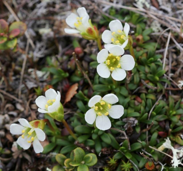 delicate Alpine plants, like this Diapensia, can be killed just by being stepped on a mere five times!
