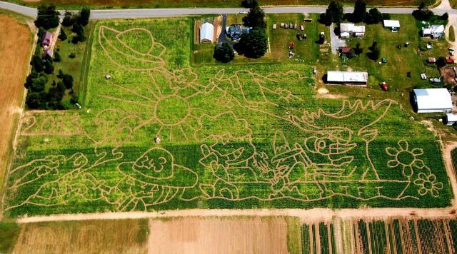 This aerial view of the 2013 maze gives a good idea of its size and intricacy.