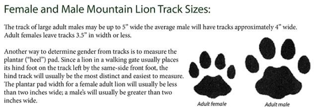 This graphic from the Montana Fish, Wildlife and Parks department explains how to tell if it is a mountain lion track.