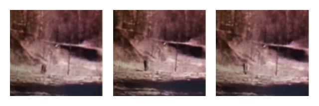 These are stills from the video embedded in the article "A Cougar In Crown Point? You Be The Judge", courtesy Adirondack Almanack.