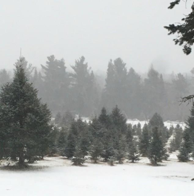 Christmas trees in their natural habitat. Hunt them in the wild!