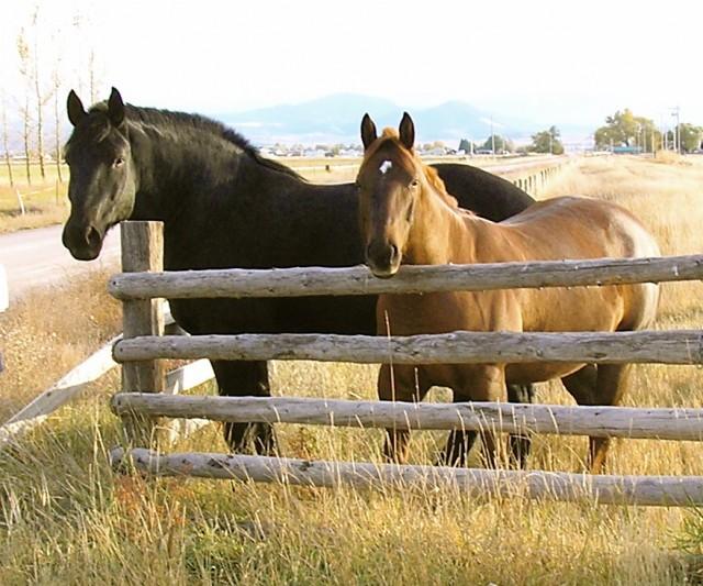 At left, a draft horse. At right, a typical riding horse: showing the differences between these two types of horse. (photo courtesy Wikimedia Commons, user Montanabw)