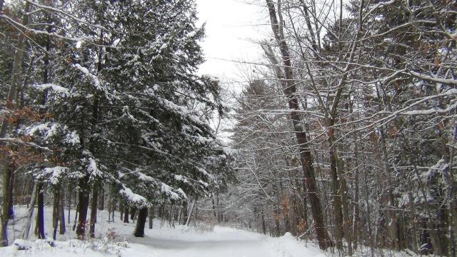 The outlined branches and sudden colors makes our snowy trails delightful photo opportunities.