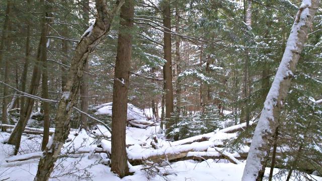After seeing the forest floor "left natural," we will really appreciate the groomed trails.