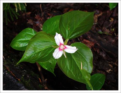 Painted Trilliums have lovely markings. (photo courtesy Paul Smiths VIC)