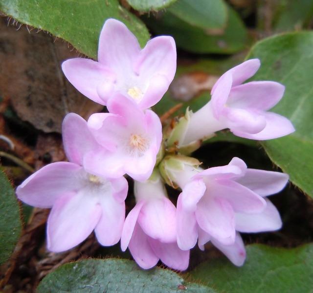 I adore these sweet little mayflowers. (Epigaea repens Trailing Arbutus, Mayflower © Beth Zimmer)