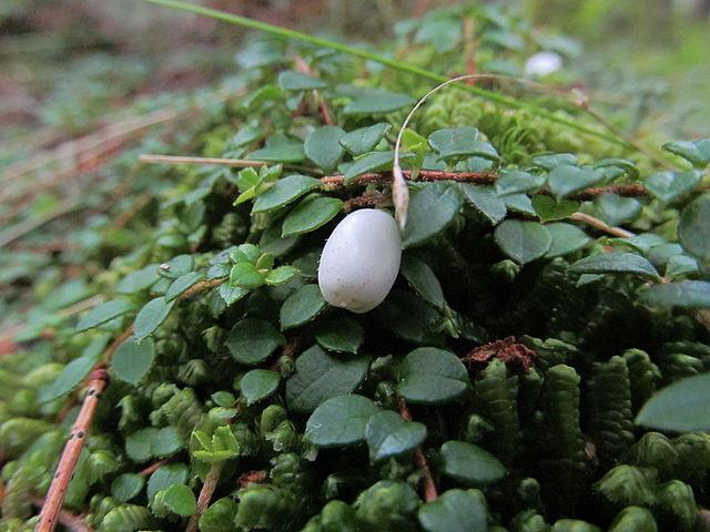 The fruit of creeping snowberry. (By Jomegat CC BY-SA 3.0 via Wikimedia Commons)
