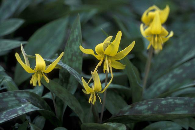 Trout lily is a shy creature unless it is blooming, when the golden blossoms stand out in the forest.