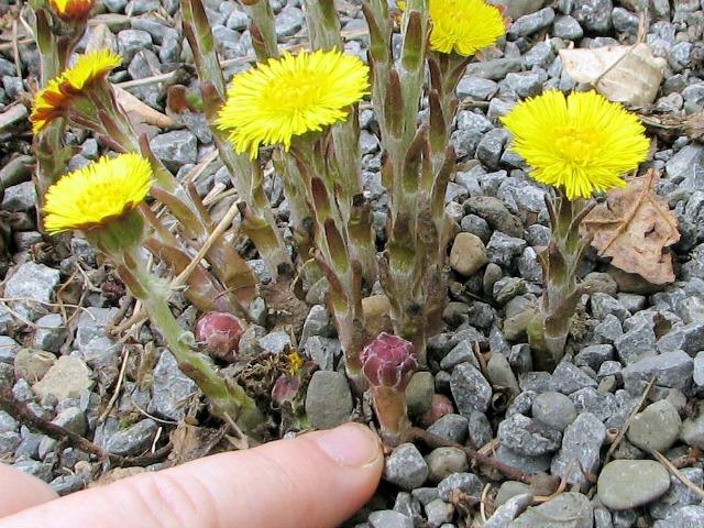 You can tell they are not dandelions because they bloom without leaves. (photo courtesy coldclimategardening.com)