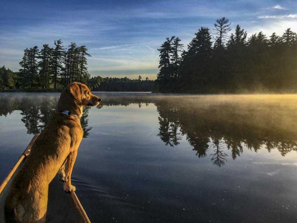 Turns out the best time to take a photo of Cedar is when he spots a loon.
