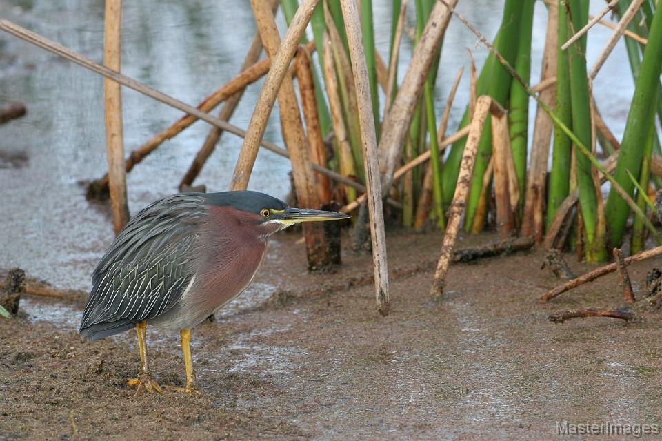 A Green Heron along the marsh was a nice find. Image courtesy of www.masterimages.org.