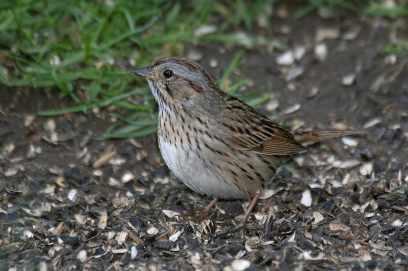 There were lots of Lincoln's Sparrows singing and calling from the bog mat. Image courtesy of www.masterimages.org.