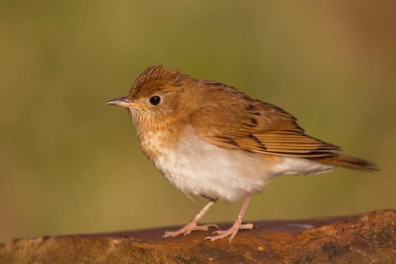 A singing Veery got us started on the day. Image courtesy of www.masterimages.org.