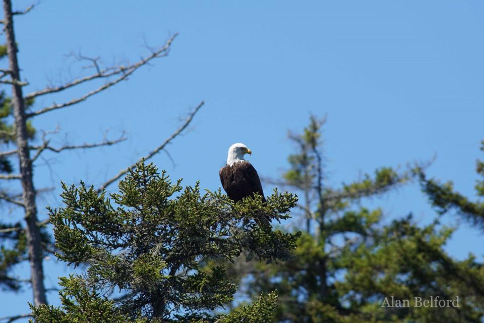We watched a Bald Eagle on the opposite side of the river.
