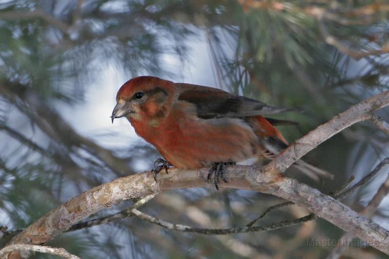 A flyover Red Crossbill was a nice find. Image courtesy of www.masterimages.org.