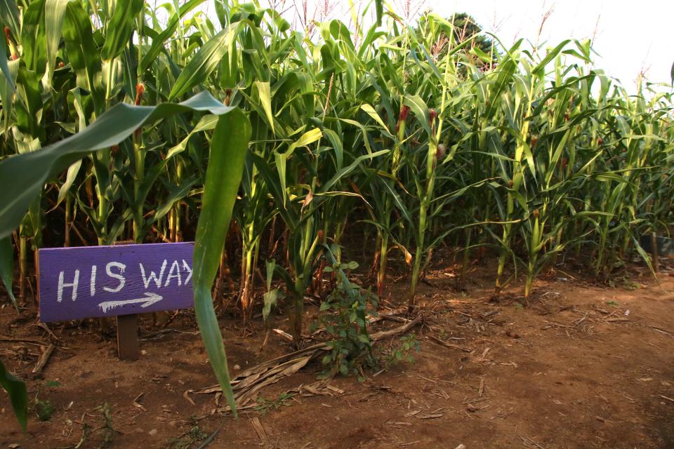 The corn maze at Tucker Farms.