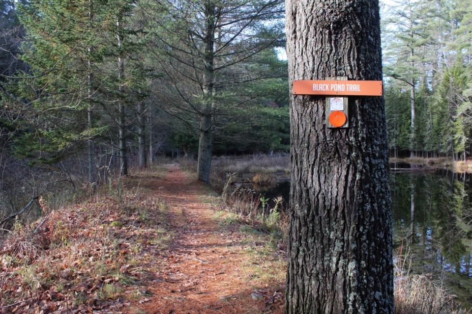 The trail around Black Pond is well kept and well marked.