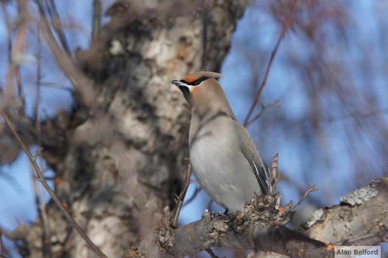 I love the colors and sleek look of Bohemian Waxwings.