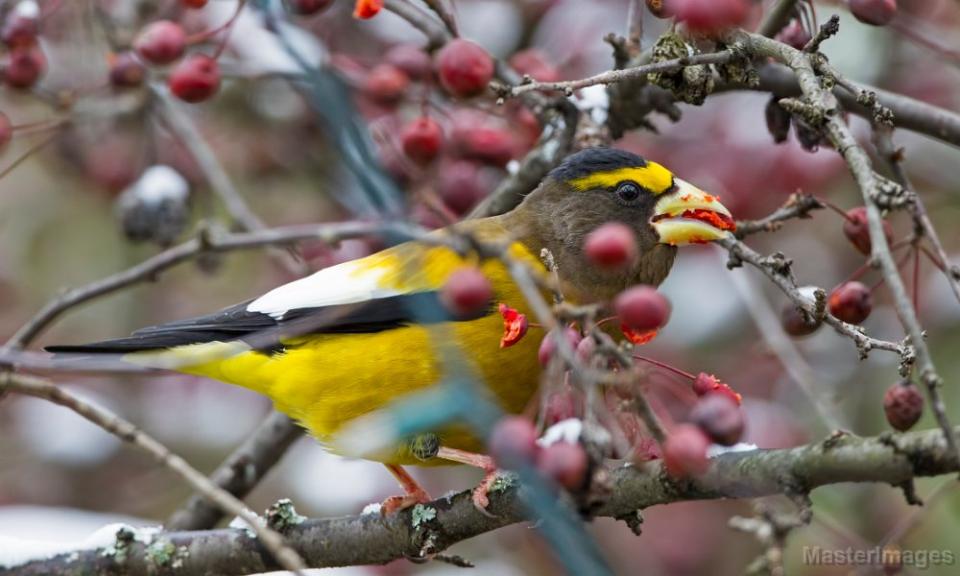 Although often found at bird feeders, this Evening Grosbeak is filling up on fruit. Image courtesy of MasterImages.org.