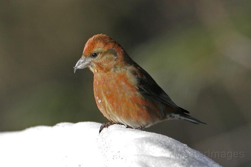 Wren and I added Red Crossbill to the Saranac Lake CBC count week. Image courtesy of MasterImages.org.