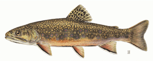 Brook trout: NYS DEC