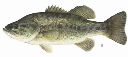 Largemouth Bass : NYS DEC