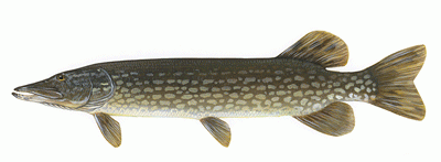 Northern Pike : NYS DEC