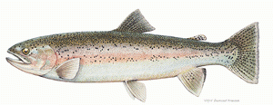 Rainbow trout: NYS DEC
