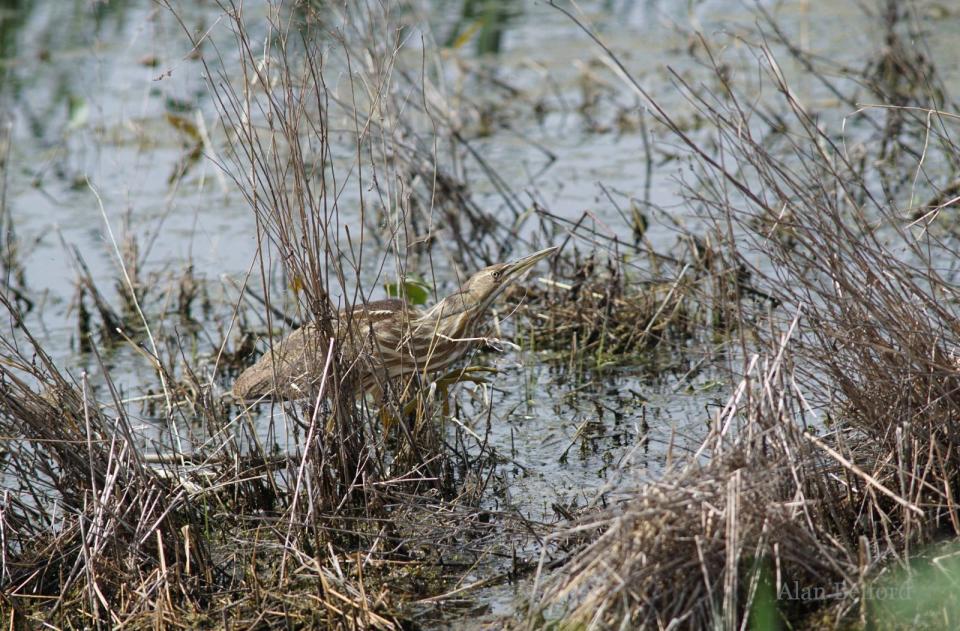 American Bitterns can be found lurking in the marsh, or heard pumping during the spring.